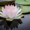 Sintoniza Tu Aura Mediante La Meditación of pink and white lotus flower floating on body of water