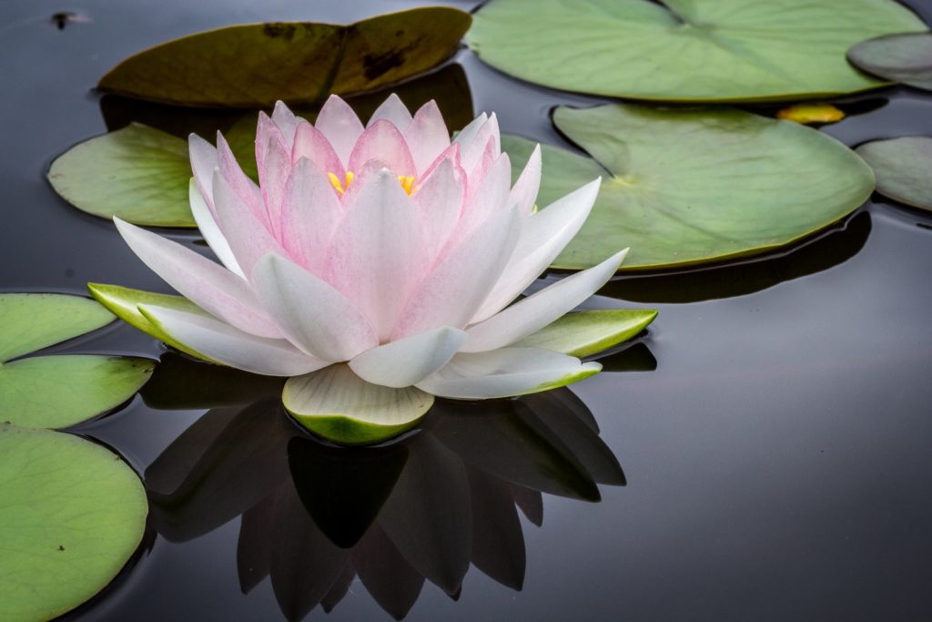 Sintoniza Tu Aura Mediante La Meditación of pink and white lotus flower floating on body of water